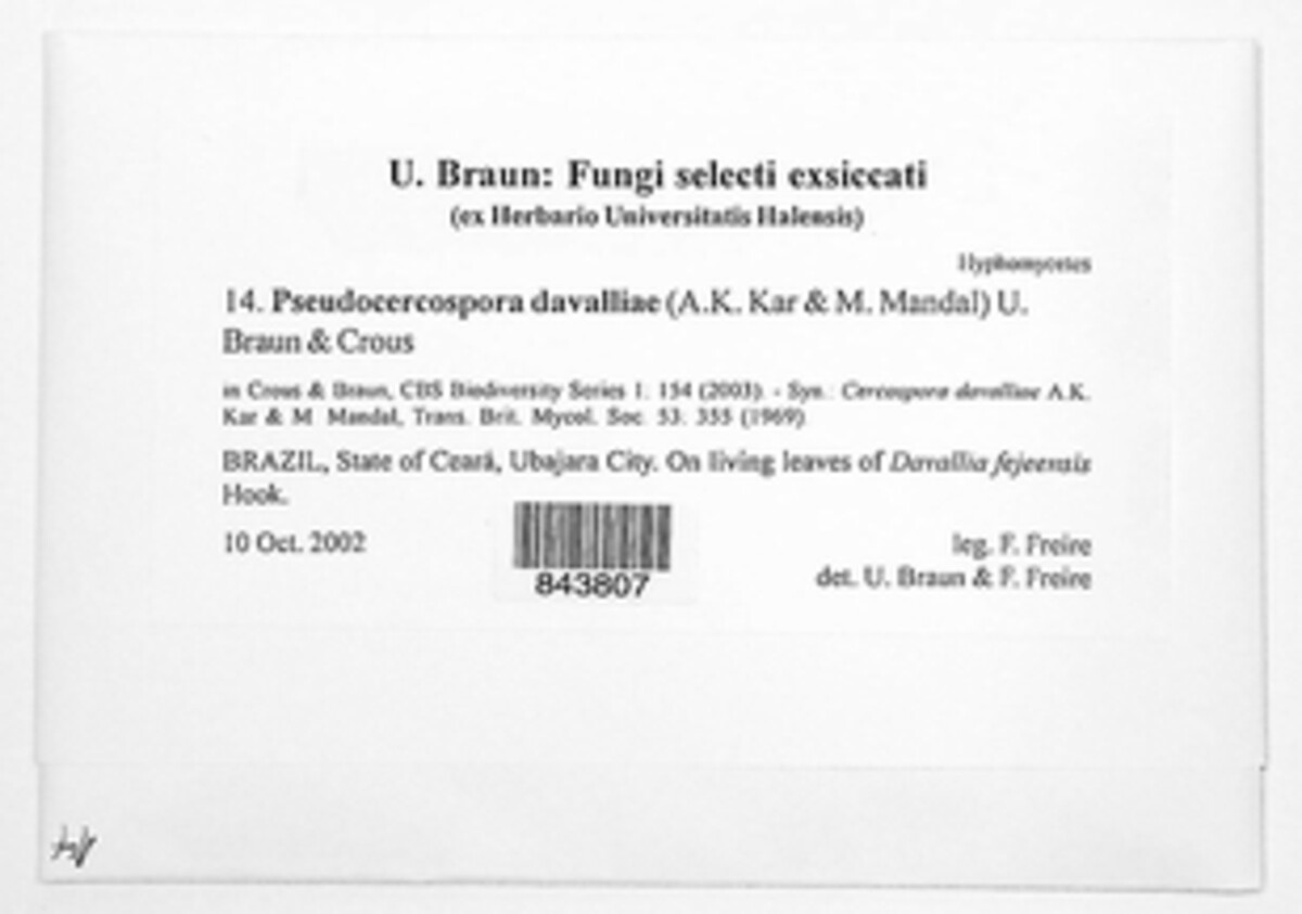 Pseudocercospora davalliae image